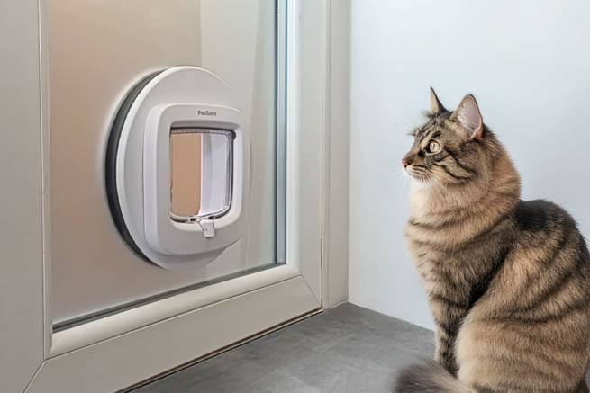 photo chat devant chatière